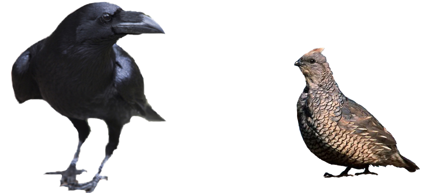 crow quail